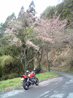 2006年4月12日、桜